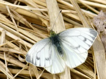 Pieris napi imago