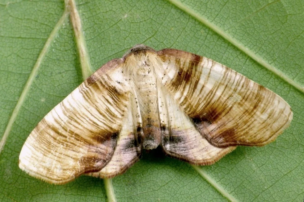 Plagodis dolabraria imago