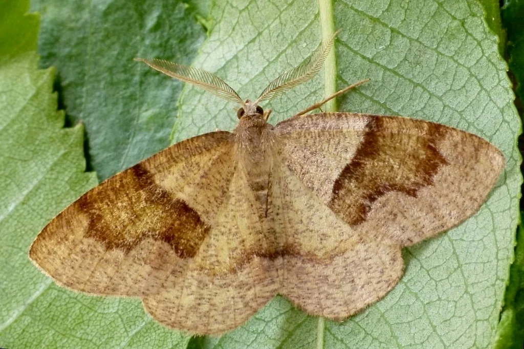 Plagodis pulveraria imago
