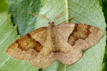 Plagodis pulveraria imago