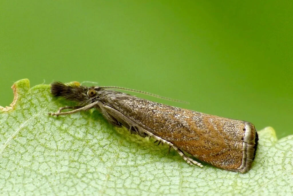Platytes cerussella imago