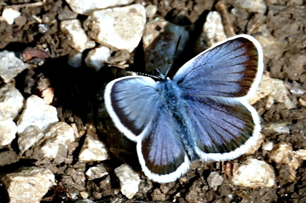 Plebejus argus imago