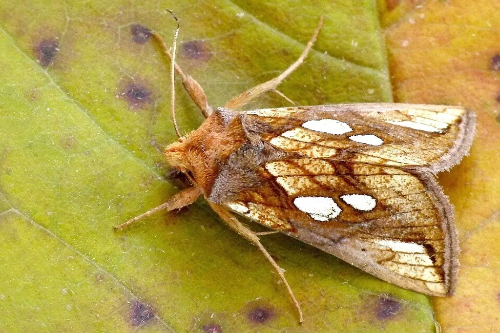 Plusia festucae imago