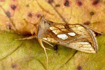Plusia festucae imago