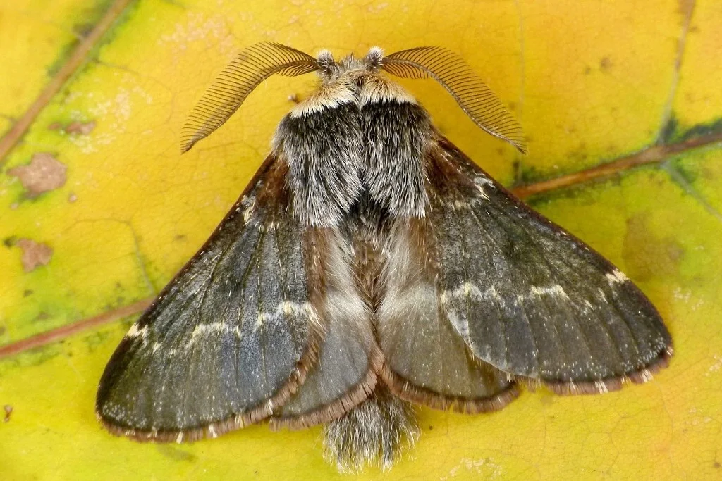 Poecilocampa populi imago