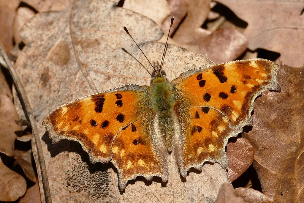 Polygonia c-album – Na jeseň