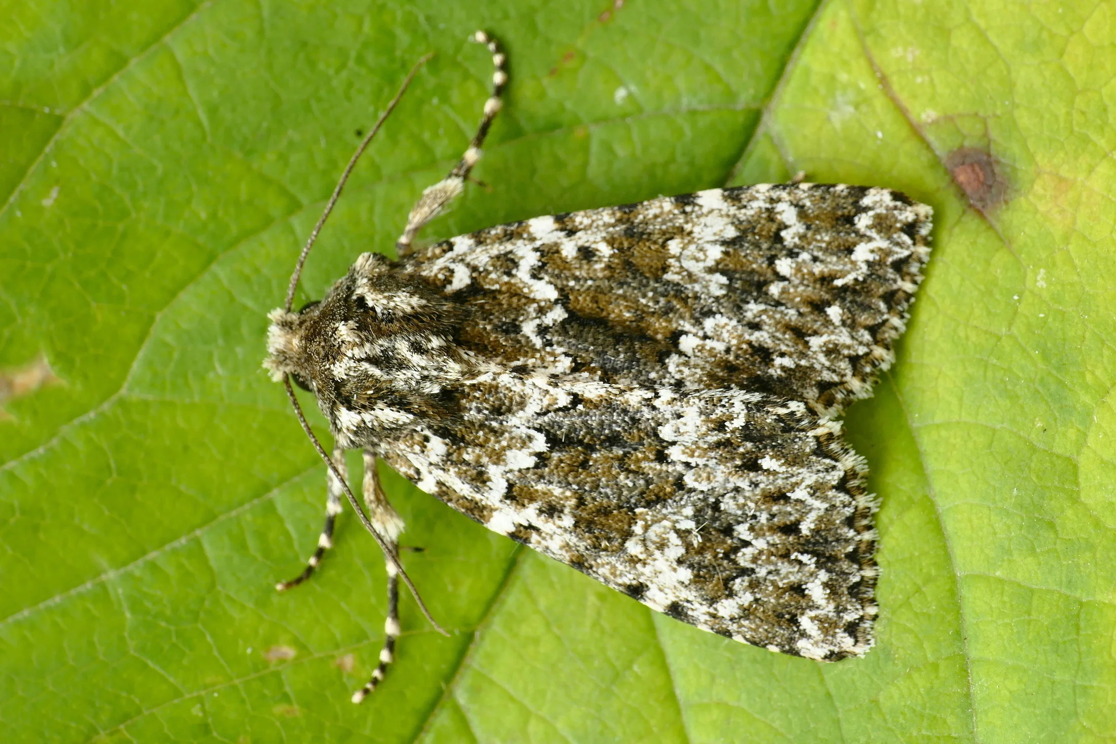 Polymixis polymita imago