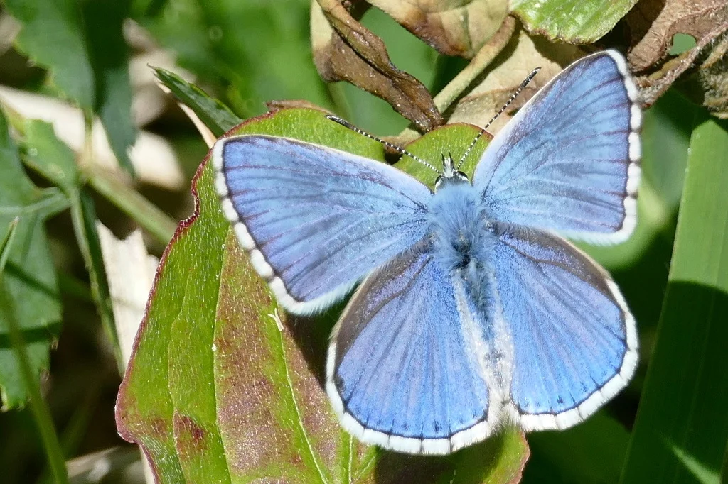 Polyommatus bellargus imago
