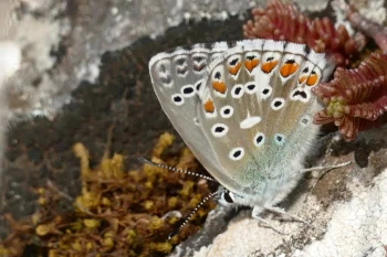 Polyommatus bellargus imago