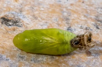 Polyommatus bellargus pupa