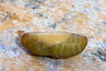 Polyommatus bellargus pupa
