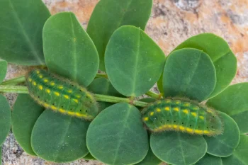 Polyommatus bellargus larva