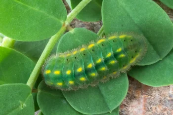 Polyommatus bellargus larva