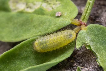 Polyommatus bellargus larva