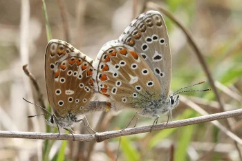 Polyommatus bellargus imago