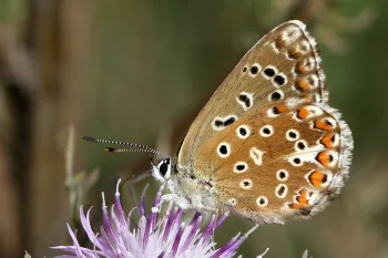 Polyommatus bellargus imago