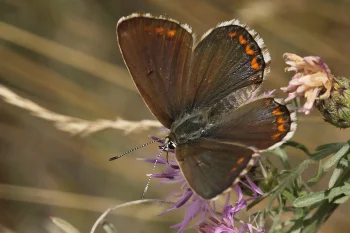 Polyommatus bellargus imago