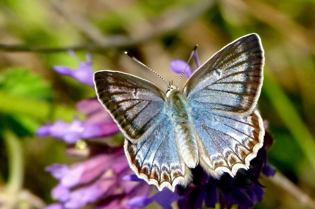 Polyommatus daphnis imago