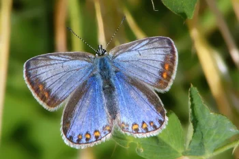 Polyommatus icarus imago