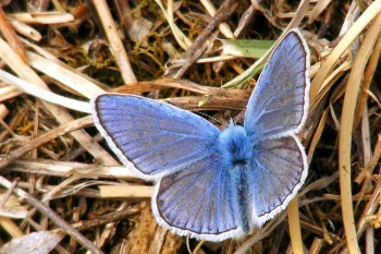 Polyommatus icarus imago