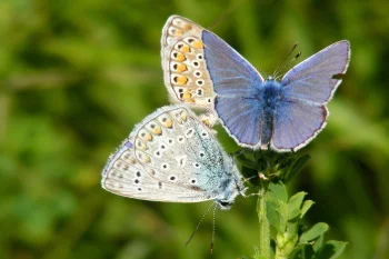 Polyommatus icarus par