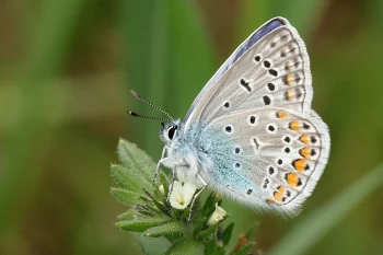 Polyommatus icarus imago