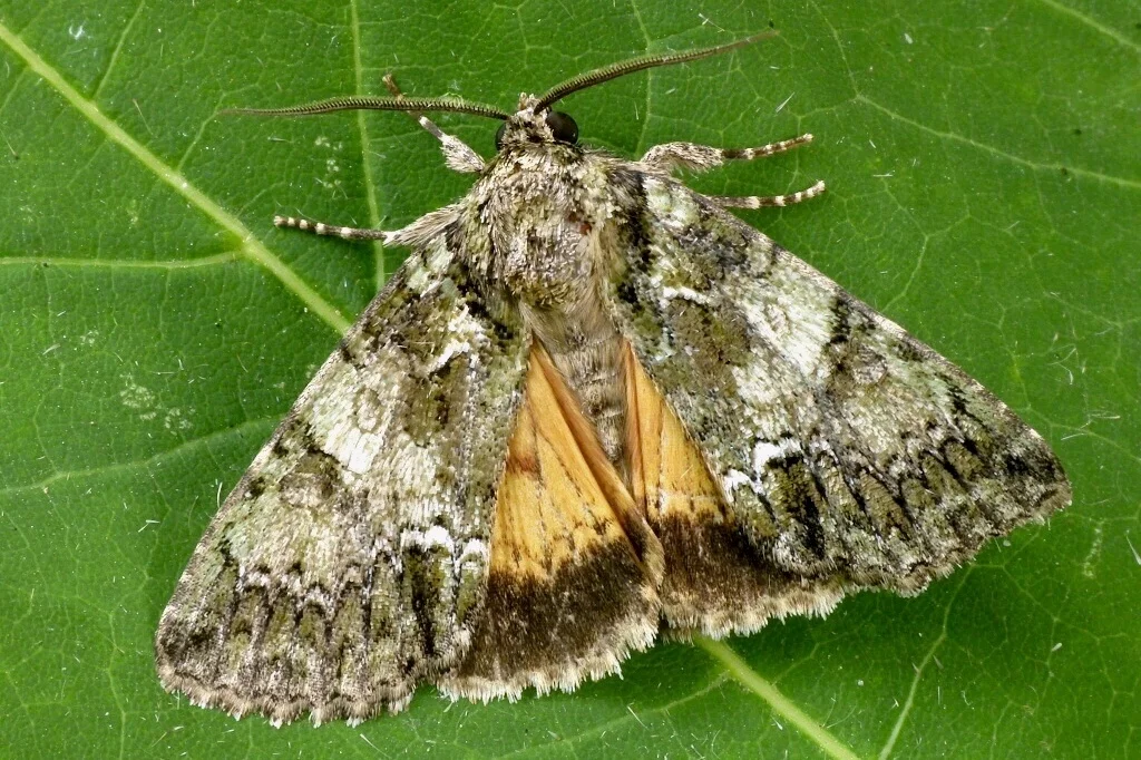 Polyphaenis sericata imago