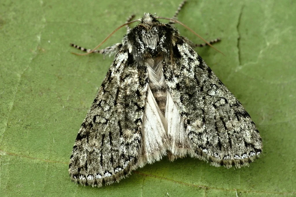 Polyploca ridens imago