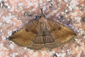 Polypogon plumigeralis imago