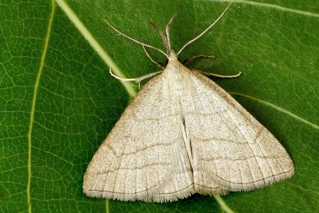 Polypogon tentacularia imago