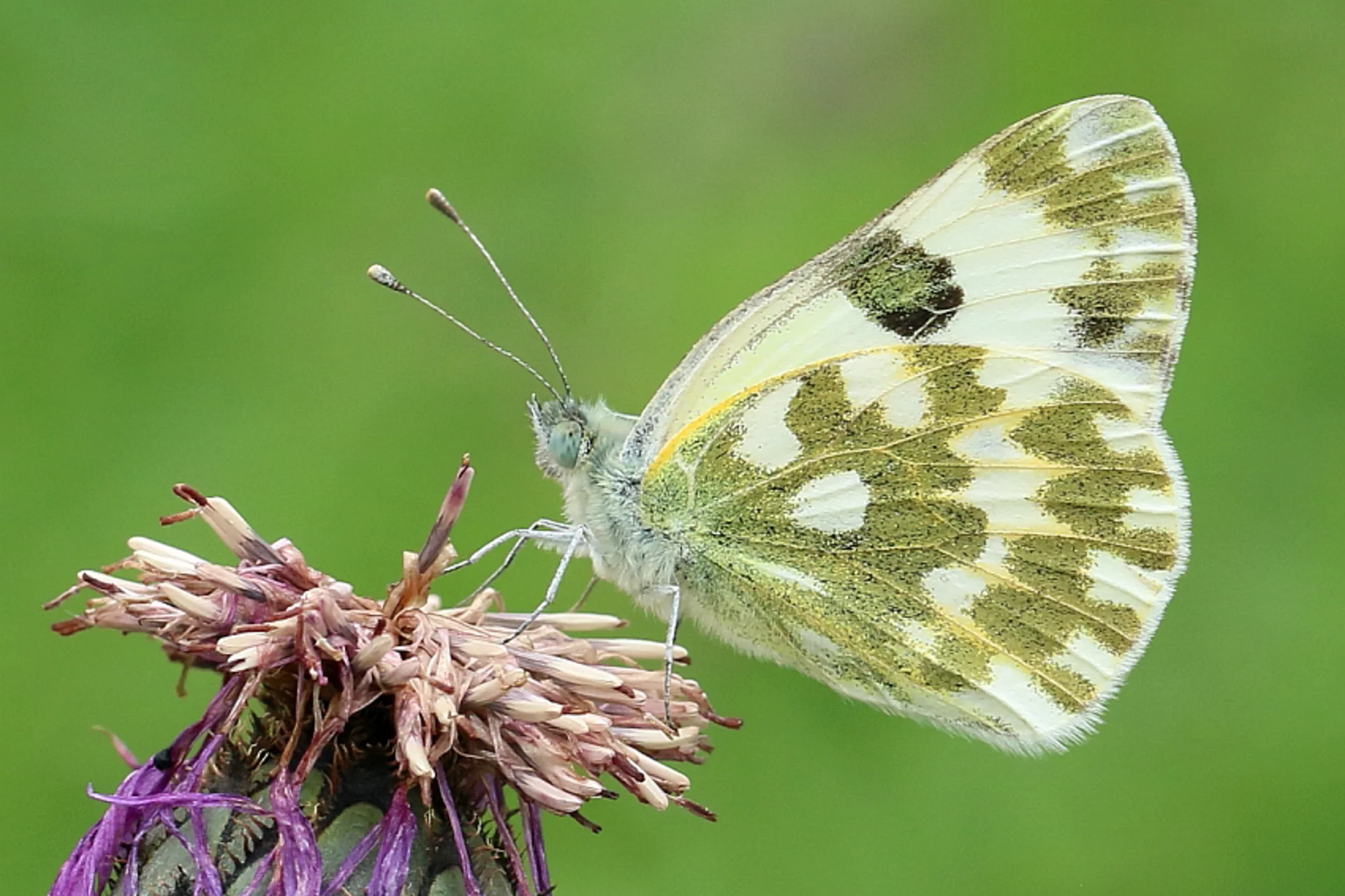 Pontia edusa imago