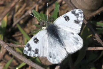 Pontia edusa imago