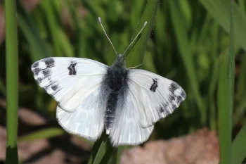 Pontia edusa imago