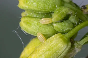 Pontia edusa imago