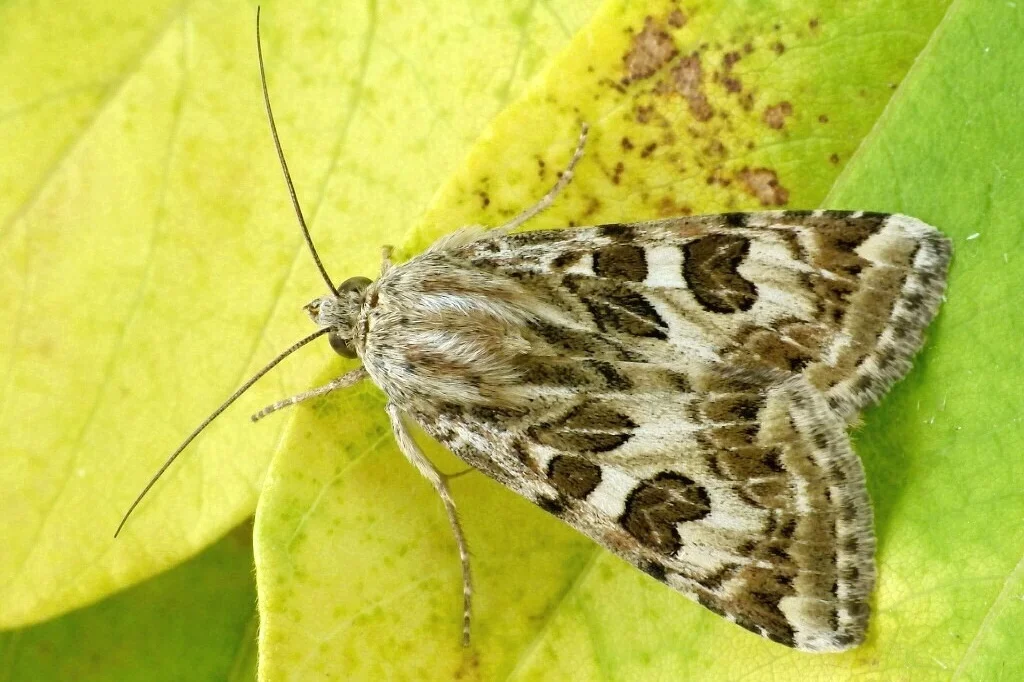 Protoschinia scutosa imago