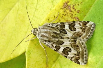 Protoschinia scutosa imago