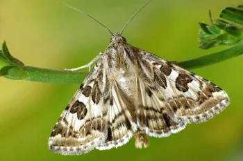 Protoschinia scutosa imago