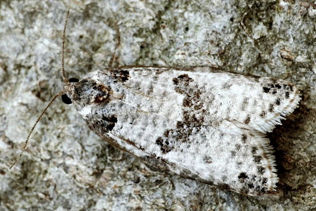 Pseudeulia asinana imago