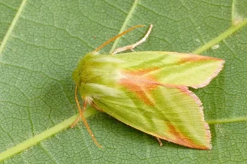 Pseudoips prasinana imago