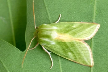 Pseudoips prasinana imago