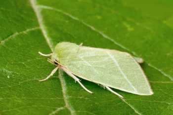Pseudoips prasinana imago