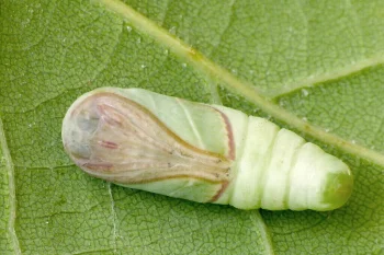 Pseudoips prasinana pupa
