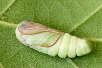 Pseudoips prasinana pupa