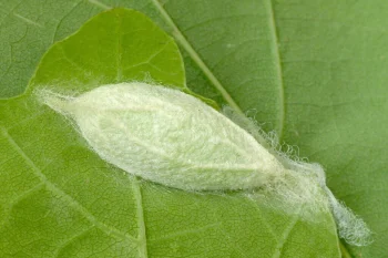 Pseudoips prasinana pupa