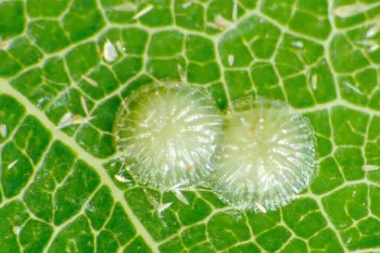 Pseudoips prasinana ova