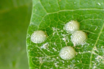 Pseudoips prasinana ova
