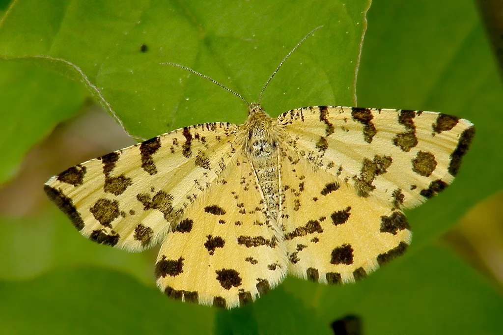 Pseudopanthera macularia imago