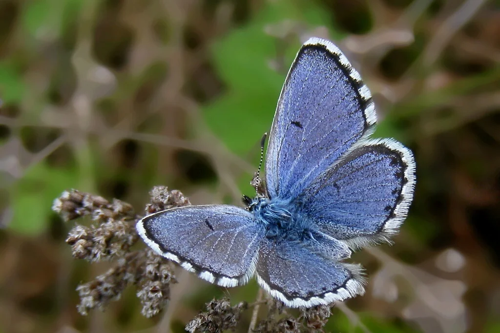 Pseudophilotes vicrama imago