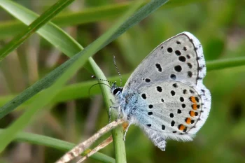 Pseudophilotes vicrama imago