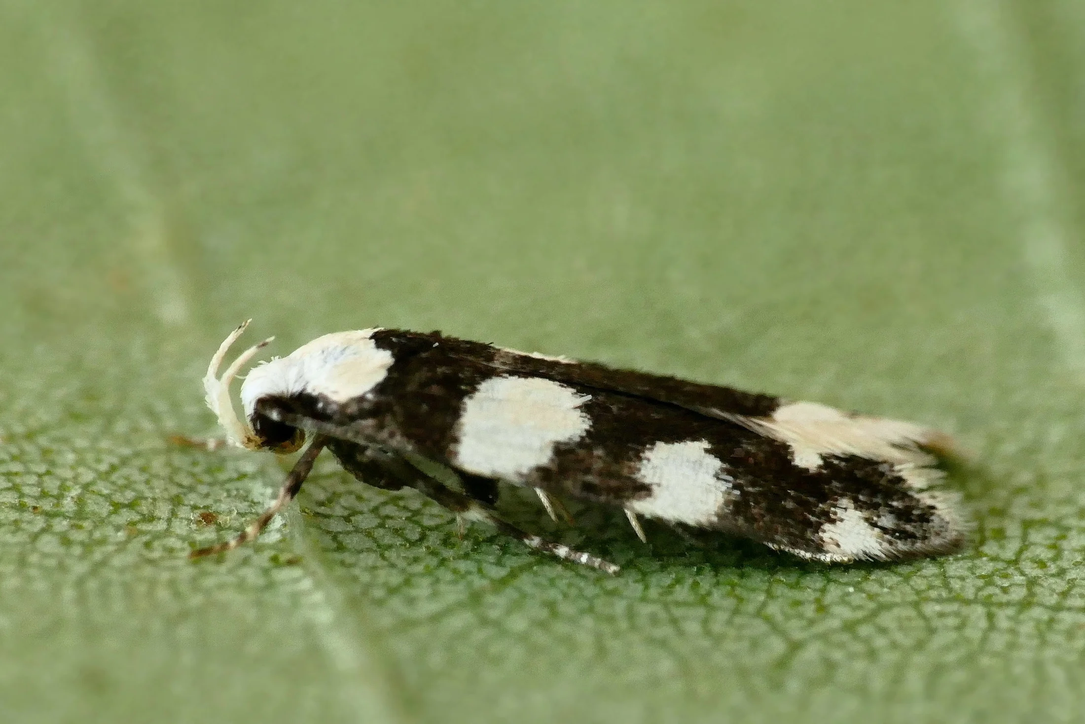 Pseudotelphusa tessella imago